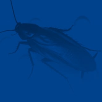 background azul cucarachas