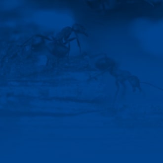 background azul hormiga