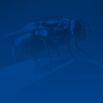 background azul insectos voladores