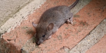 desratización imagen de una rata
